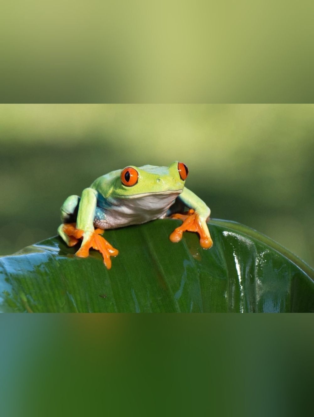 Red-Eyed Tree Frog Custom Fridge Magnet Home Kitchen Decor